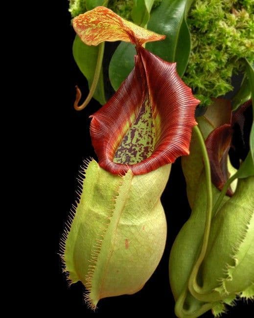 BE3648 N.spatulata x N.veitchii