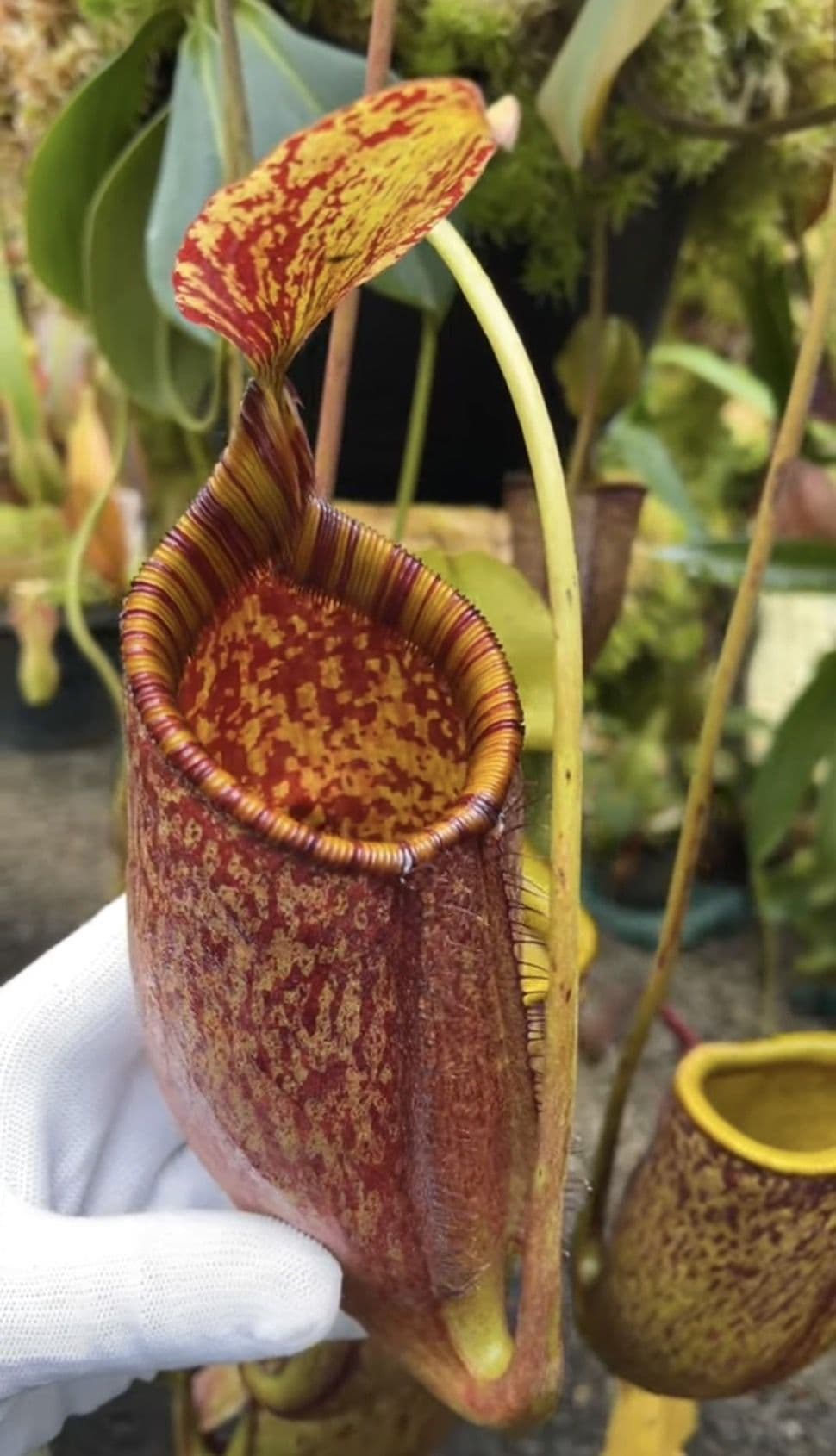 BE3651 Nepenthes palawanensis
