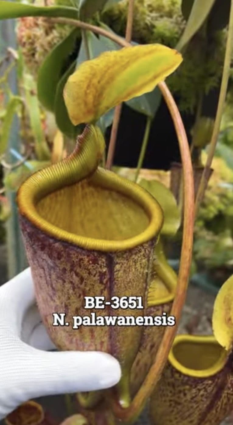 BE3651 Nepenthes palawanensis