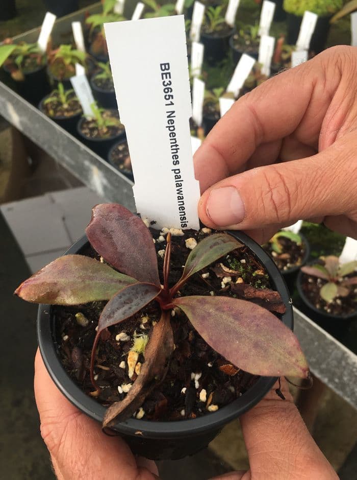 be3651-nepenthes-palawanensis-