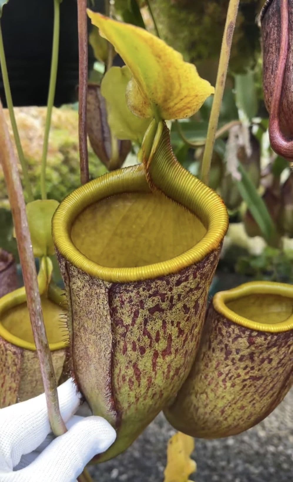 BE3651 Nepenthes palawanensis