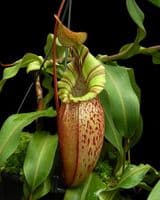 BE3664 N. spectabilis x veitchii - assorted clones