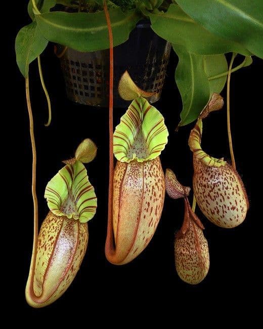 BE3664 N spectabilis x veitchii - assorted clones