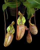 BE3664 N. spectabilis x veitchii - assorted clones