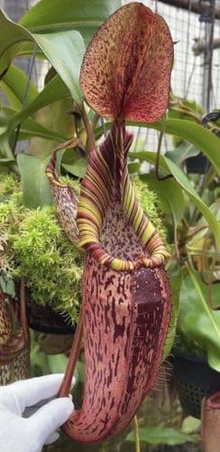 BE3664 N. spectabilis x veitchii - assorted clones