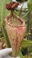 N.Talangensis X N.Glandulifera | Nepenthes Monkey Cup