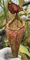 N.Talangensis X N.Glandulifera | Nepenthes Monkey Cup