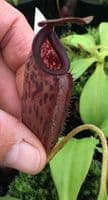 N.Talangensis X N.Glandulifera | Nepenthes Monkey Cup