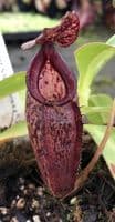 N.Talangensis X N.Glandulifera | Nepenthes Monkey Cup