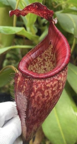 BE3665 N.talangensis X N.glandulifera - selected clone