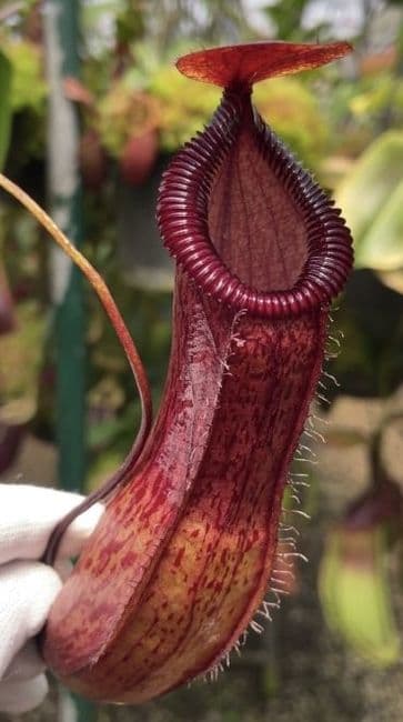 BE3672 N. ventricosa x hamata