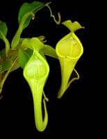BE3673 N. chaniana - assorted clones