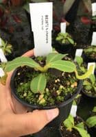 BE3673 N. chaniana - assorted clones
