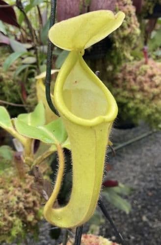 BE3673 N. chaniana - assorted clones