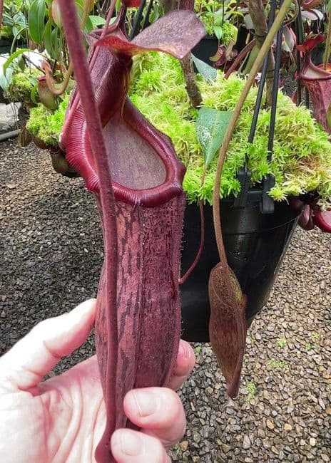 BE3675 N. boschiana x mira – assorted clones