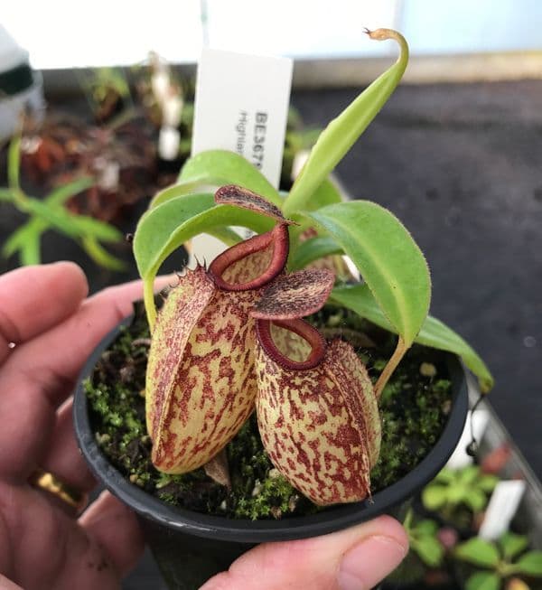 NEPENTHES　マットレス BE3679 N maxima X N talangensis