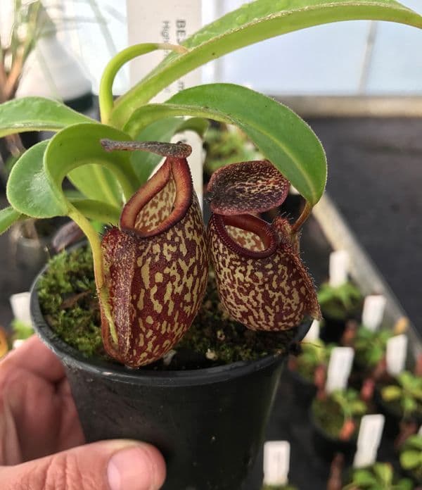 BE3679 N maxima X N talangensis