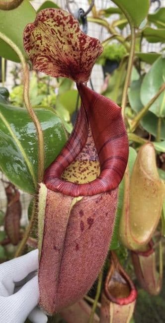 BE3689 N.glandulifera x veitchii