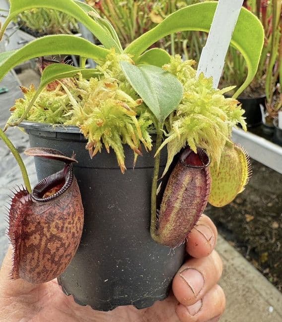 BE3695 N.aristolochioides x N.robcantleyi