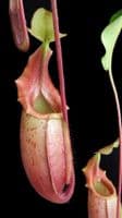 BE3696 N. veitchii x mira – assorted clones