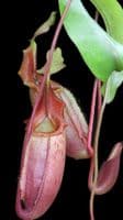 BE3696 N. veitchii x mira – assorted clones