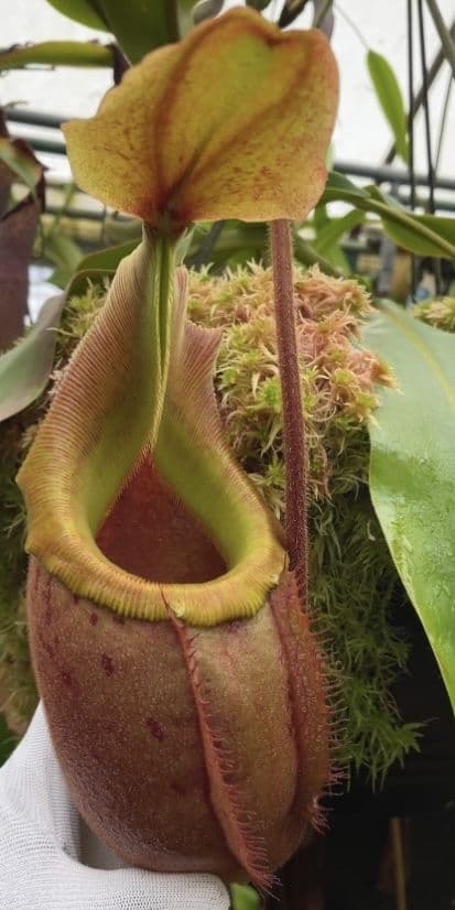 BE3696 N veitchii x mira assorted clones