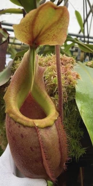 BE3696 N. veitchii x mira – assorted clones