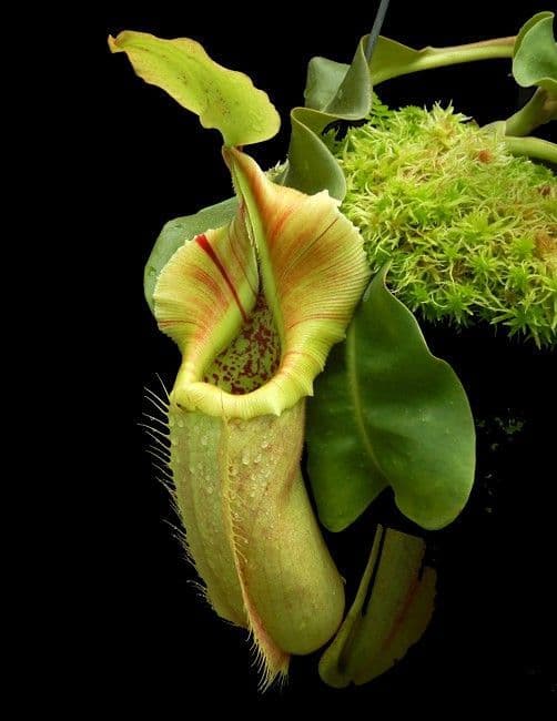 BE3700 N.robcantleyi x N.veitchii