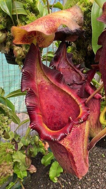 BE3709 N.maxima x lowii x macrophylla