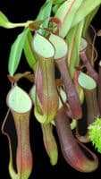 BE3711 N. ramispina x reinwardtiana – assorted clones