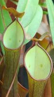 BE3711 N. ramispina x reinwardtiana – assorted clones