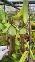 BE3711 N. ramispina x reinwardtiana – assorted clones