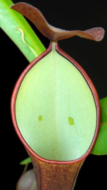 BE3711 N. ramispina x reinwardtiana – assorted clones