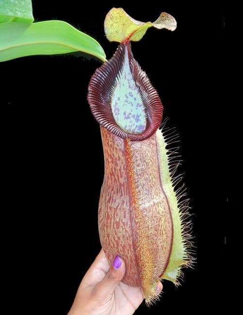 BE3712 N. spathulata x hamata