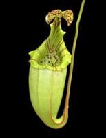 BE3723 N. burbidgeae x veitchii - assorted clones
