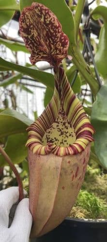 BE3723 N. burbidgeae x veitchii - assorted clones