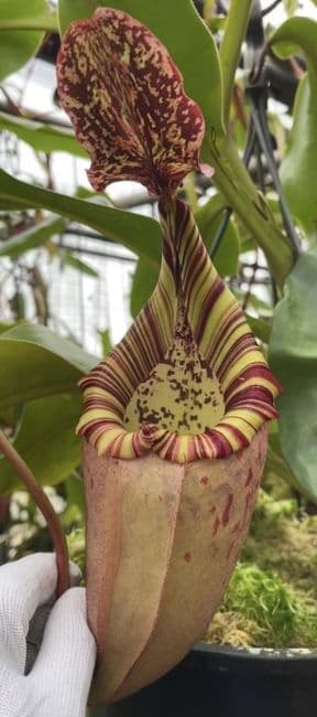 BE3723 N. burbidgeae x veitchii - assorted clones