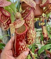 BE3725 Nepenthes gaya Hanging Basket