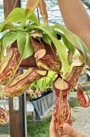 BE3725 Nepenthes gaya Hanging Basket