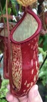 BE3725 Nepenthes gaya Hanging Basket