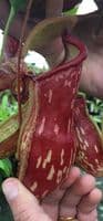 BE3725 Nepenthes gaya Hanging Basket