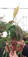 BE3725 Nepenthes gaya Hanging Basket