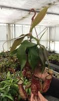 BE3725 Nepenthes gaya Hanging Basket