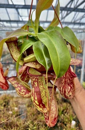 BE3725 Nepenthes gaya Hanging Basket