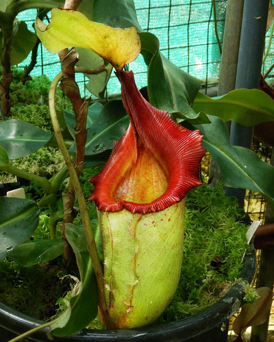 BE3730 N.rajah X N.veitchii