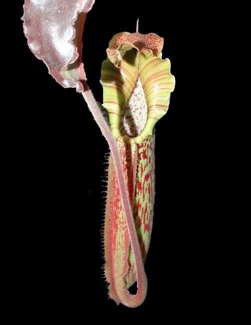 BE3735 N maxima Sulawesi wavy-leaf Selected clone
