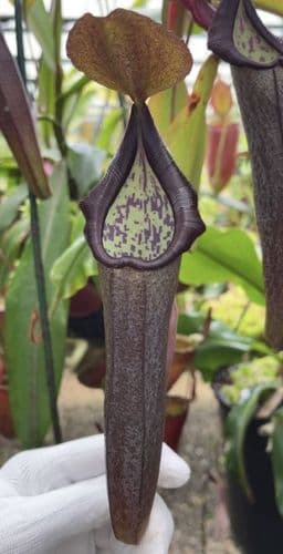 BE3740 N. maxima x ramispina – best selected clone