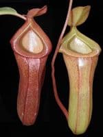BE3742 N.ventricosa x dubia