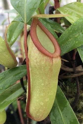 BE3742 N.ventricosa x dubia