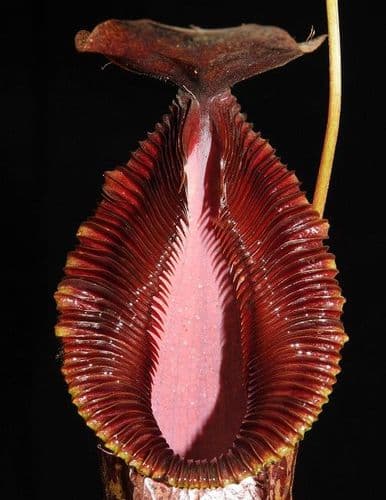 BE3747 N.burkei x N.hamata - assorted clones